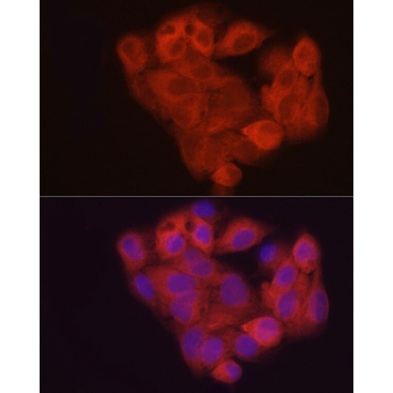 Immunofluorescence - Anti-SAHH Antibody (A14648) - Antibodies.com