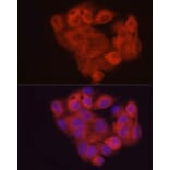 Immunofluorescence - Anti-SAHH Antibody (A14648) - Antibodies.com