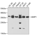 Western Blot - Anti-EMAP II/AIMP1 Antibody (A14649) - Antibodies.com