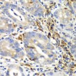 Immunohistochemistry - Anti-EMAP II/AIMP1 Antibody (A14649) - Antibodies.com