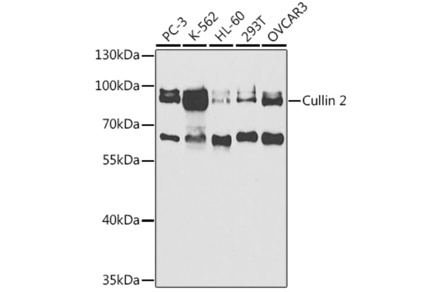 Western Blot - Anti-Cullin 2/CUL-2 Antibody (A14656) - Antibodies.com