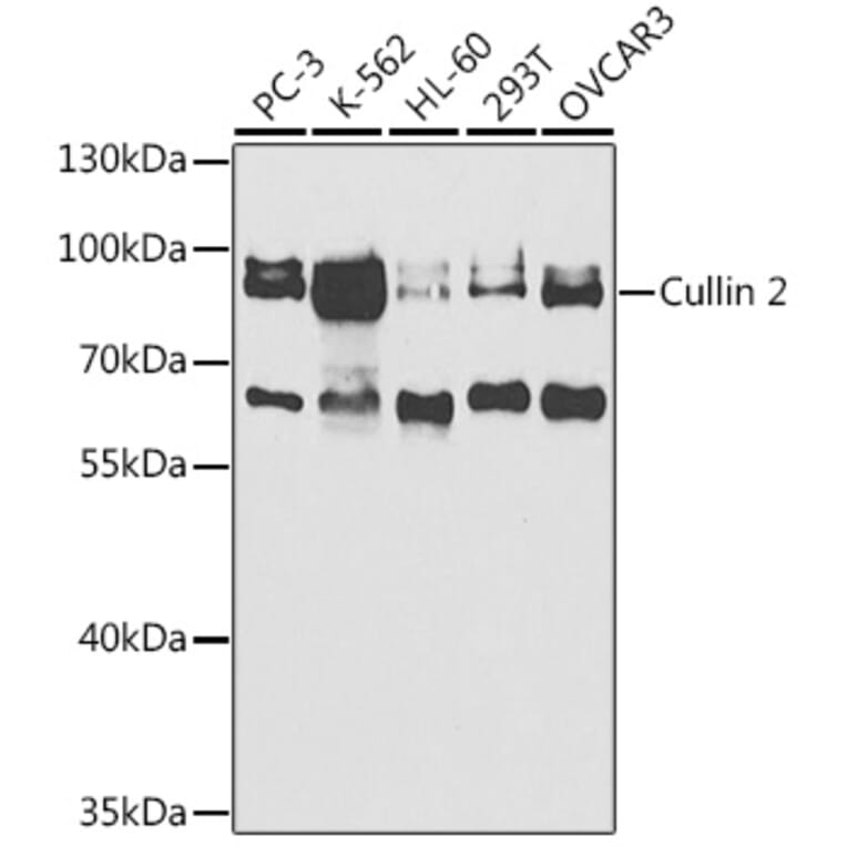 Western Blot - Anti-Cullin 2/CUL-2 Antibody (A14656) - Antibodies.com