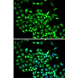 Immunofluorescence - Anti-Cullin 2/CUL-2 Antibody (A14656) - Antibodies.com