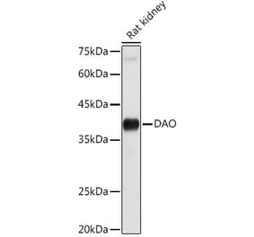 Western Blot - Anti-D Amino Acid Oxidase Antibody (A14657) - Antibodies.com