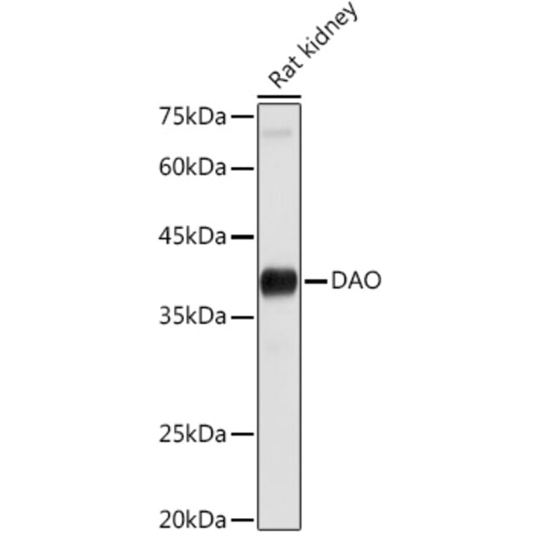 Western Blot - Anti-D Amino Acid Oxidase Antibody (A14657) - Antibodies.com