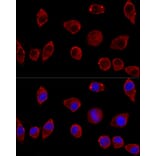 Immunofluorescence - Anti-D Amino Acid Oxidase Antibody (A14657) - Antibodies.com
