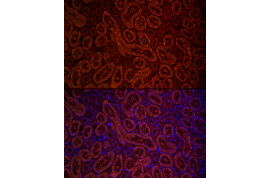 Immunofluorescence - Anti-D Amino Acid Oxidase Antibody (A14657) - Antibodies.com