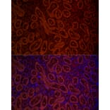 Immunofluorescence - Anti-D Amino Acid Oxidase Antibody (A14657) - Antibodies.com