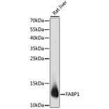 Western Blot - Anti-liver FABP Antibody (A14658) - Antibodies.com