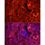 Immunofluorescence - Anti-H-FABP Antibody (A14659) - Antibodies.com