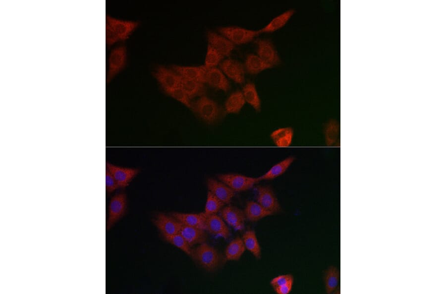 Immunofluorescence - Anti-GCLM Antibody (A14661) - Antibodies.com