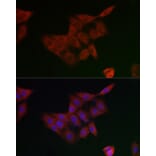 Immunofluorescence - Anti-GCLM Antibody (A14661) - Antibodies.com