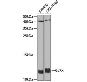 Western Blot - Anti-Glutaredoxin 1 Antibody (A14662) - Antibodies.com