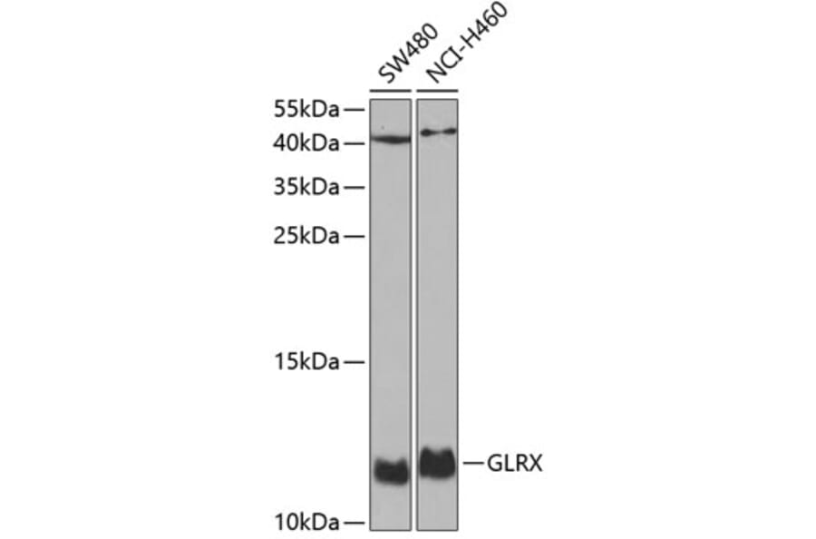 Western Blot - Anti-Glutaredoxin 1 Antibody (A14662) - Antibodies.com