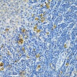 Immunohistochemistry - Anti-Glutaredoxin 1 Antibody (A14662) - Antibodies.com