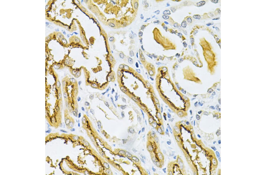 Immunohistochemistry - Anti-Glutaredoxin 1 Antibody (A14662) - Antibodies.com