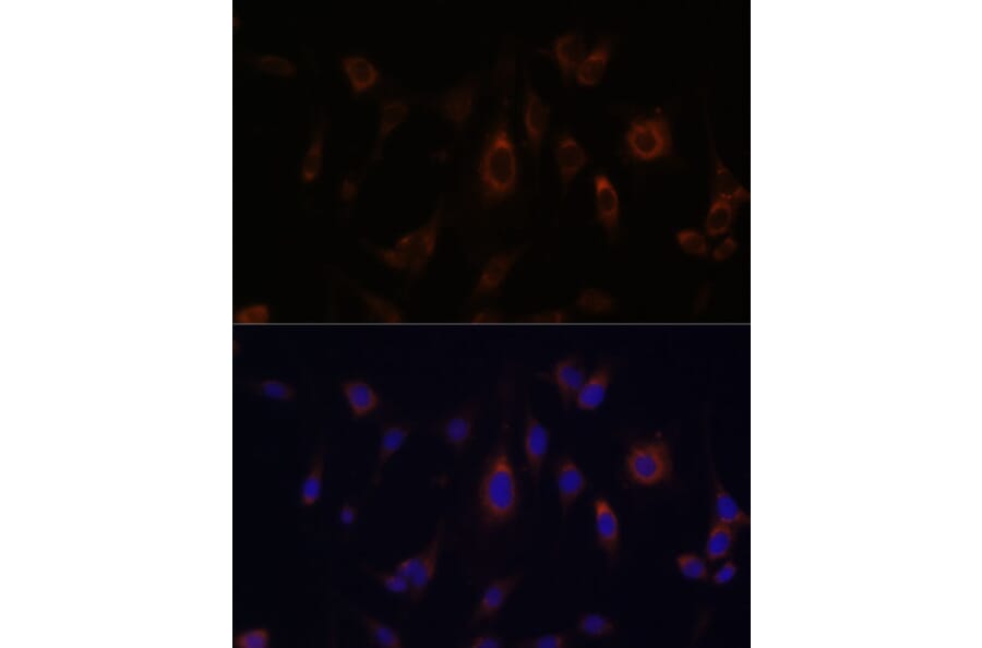 Immunofluorescence - Anti-Glutaredoxin 1 Antibody (A14662) - Antibodies.com