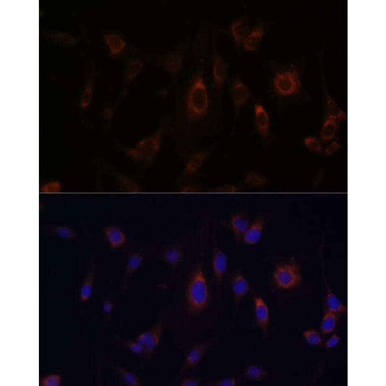 Immunofluorescence - Anti-Glutaredoxin 1 Antibody (A14662) - Antibodies.com