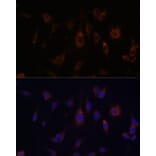 Immunofluorescence - Anti-Glutaredoxin 1 Antibody (A14662) - Antibodies.com