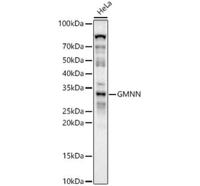 Western Blot - Anti-Geminin Antibody (A14663) - Antibodies.com