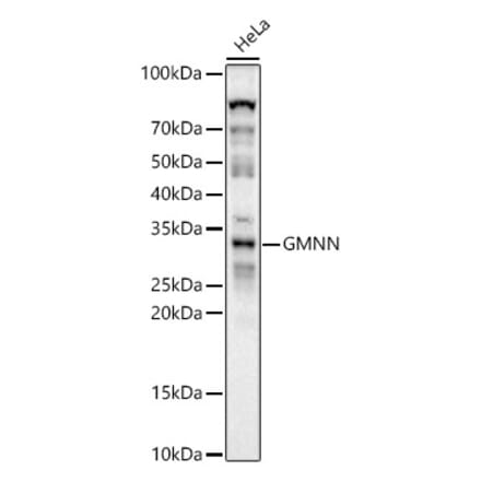 Western Blot - Anti-Geminin Antibody (A14663) - Antibodies.com