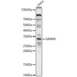 Western Blot - Anti-Geminin Antibody (A14663) - Antibodies.com