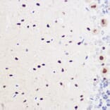 Immunohistochemistry - Anti-Geminin Antibody (A14663) - Antibodies.com