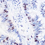 Immunohistochemistry - Anti-Geminin Antibody (A14663) - Antibodies.com