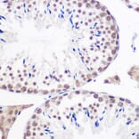 Immunohistochemistry - Anti-Geminin Antibody (A14663) - Antibodies.com