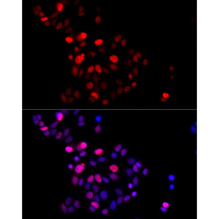 Immunofluorescence - Anti-Geminin Antibody (A14663) - Antibodies.com