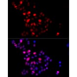 Immunofluorescence - Anti-Geminin Antibody (A14663) - Antibodies.com