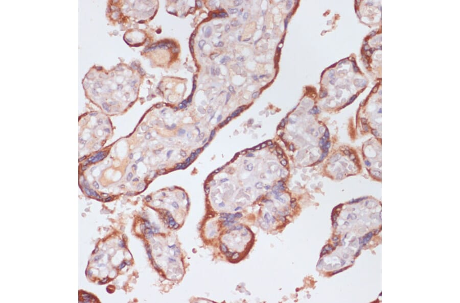 Immunohistochemistry - Anti-Plasma Kallikrein 1B Antibody (A14665) - Antibodies.com