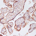 Immunohistochemistry - Anti-Plasma Kallikrein 1B Antibody (A14665) - Antibodies.com