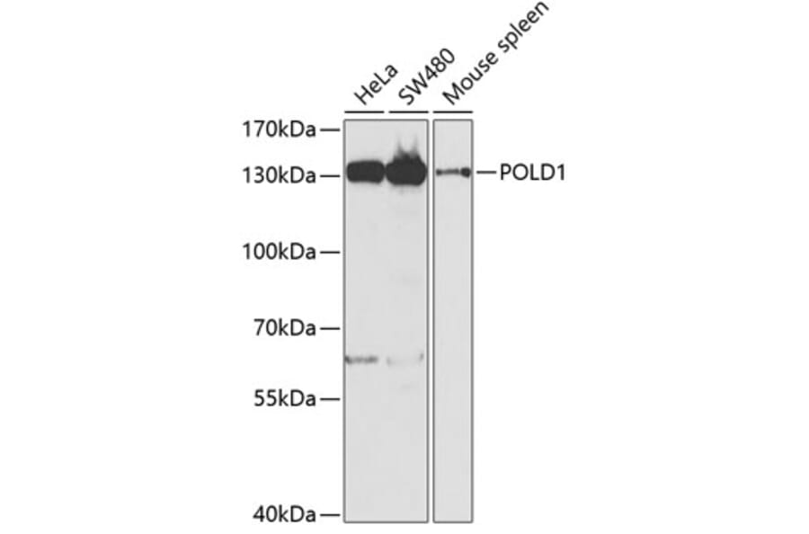 Western Blot - Anti-POLD1 Antibody (A14670) - Antibodies.com