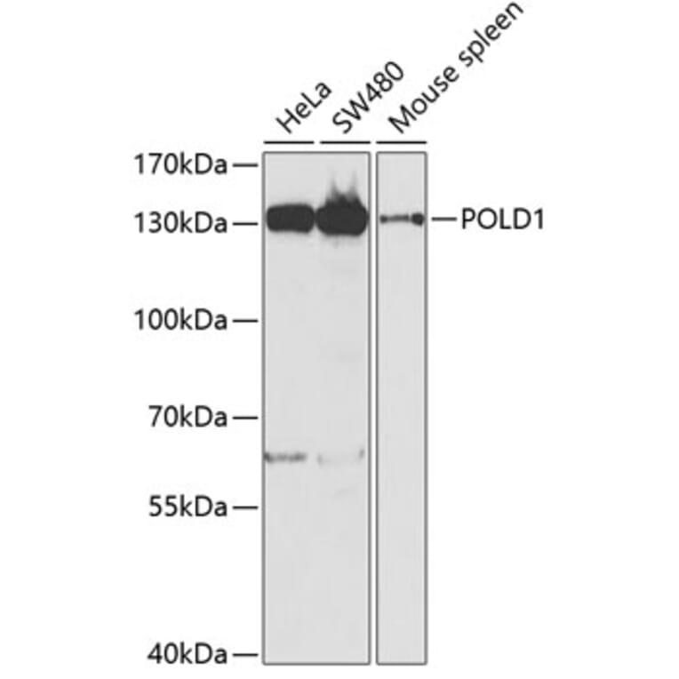 Western Blot - Anti-POLD1 Antibody (A14670) - Antibodies.com