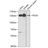 Western Blot - Anti-POLD1 Antibody (A14670) - Antibodies.com