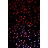 Immunofluorescence - Anti-POLD1 Antibody (A14670) - Antibodies.com