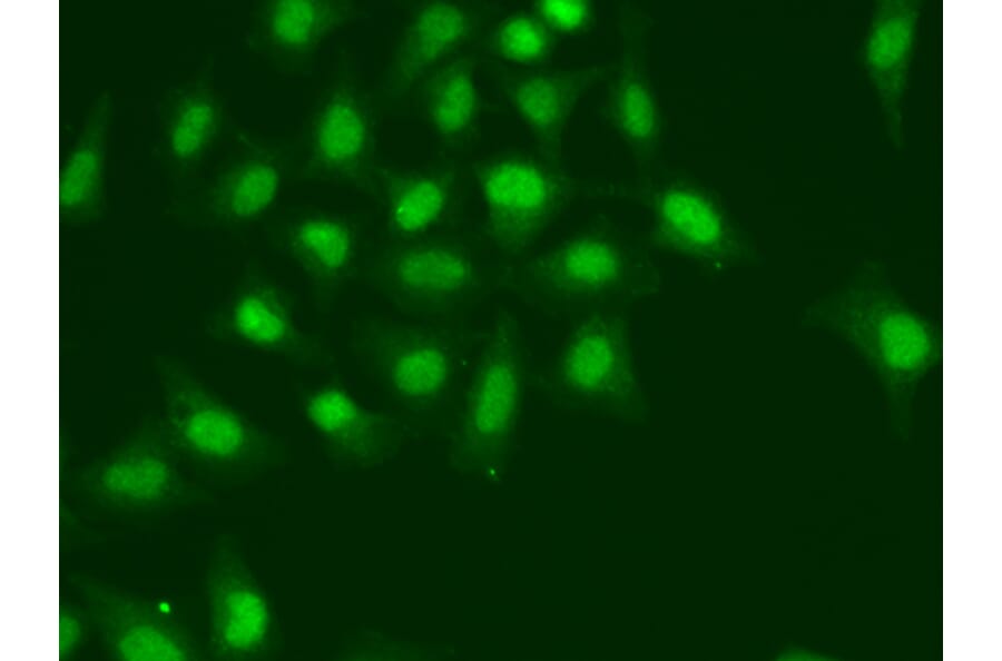Immunofluorescence - Anti-POLD1 Antibody (A14670) - Antibodies.com
