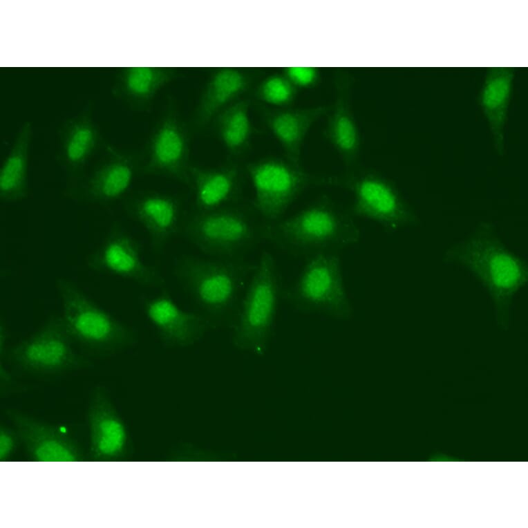 Immunofluorescence - Anti-POLD1 Antibody (A14670) - Antibodies.com