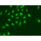 Immunofluorescence - Anti-POLD1 Antibody (A14670) - Antibodies.com