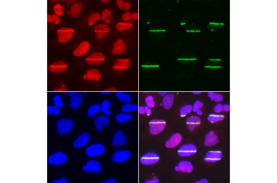 Immunofluorescence - Anti-POLD1 Antibody (A14670) - Antibodies.com