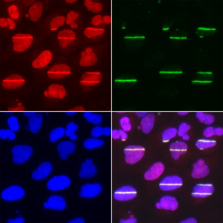Immunofluorescence - Anti-POLD1 Antibody (A14670) - Antibodies.com