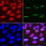 Immunofluorescence - Anti-POLD1 Antibody (A14670) - Antibodies.com