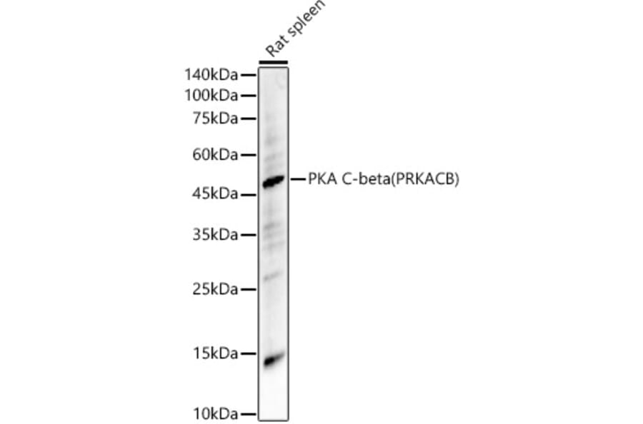 Western Blot - Anti-PKA beta (catalytic subunit) Antibody (A14671) - Antibodies.com