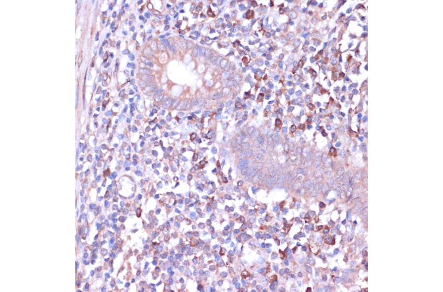 Immunohistochemistry - Anti-PKA beta (catalytic subunit) Antibody (A14671) - Antibodies.com