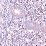 Immunohistochemistry - Anti-PKA beta (catalytic subunit) Antibody (A14671) - Antibodies.com