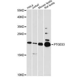 Western Blot - Anti-PTGES3 Antibody (A5325) - Antibodies.com