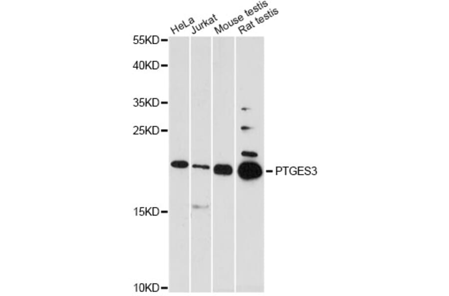Western Blot - Anti-PTGES3 Antibody (A5325) - Antibodies.com