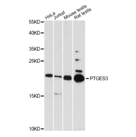 Western Blot - Anti-PTGES3 Antibody (A14672) - Antibodies.com