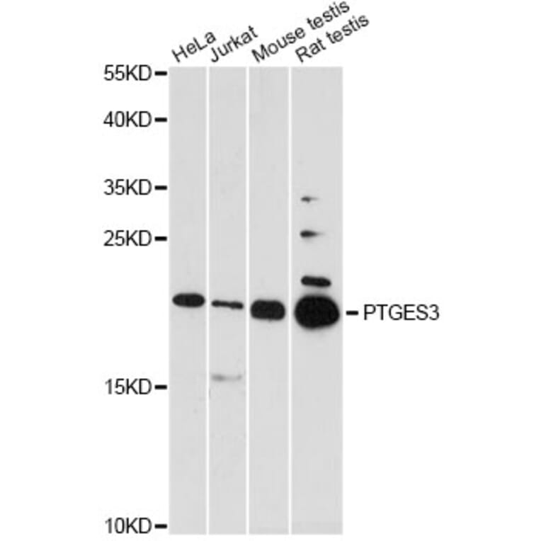 Western Blot - Anti-PTGES3 Antibody (A5325) - Antibodies.com